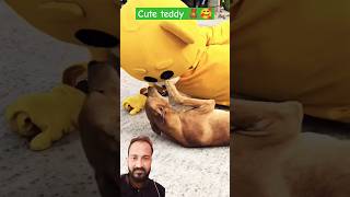 Crazy teddy 🧸 with dog 🐕🥰😂shorts funny shortcomedy [upl. by Kuster]