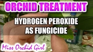 Using hydrogen peroxide with Orchids  Non toxic fungicide [upl. by Naara]