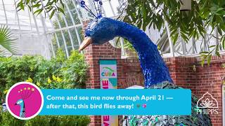 Phipps Spring Flower Show Gardens of the Rainbow TimeLapse — Peacock Installation [upl. by Ramat]