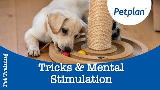 Mental Stimulation for Dogs  Petplan [upl. by Chaiken]