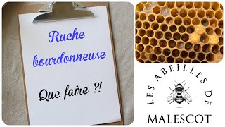 Ruche bourdonneuse que faire  🐝 [upl. by Kevon]