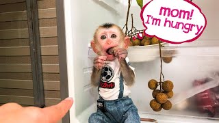 I Trained Monkey Bin to Get Food from the Fridge Heres What Happened monkey monkey [upl. by Booth]