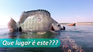 PESCA SUB  RIO TIETÊ 2019  ATASUB [upl. by Hey]