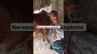 Expert Insights on Bovine Ketosis Symptoms [upl. by Lepine]