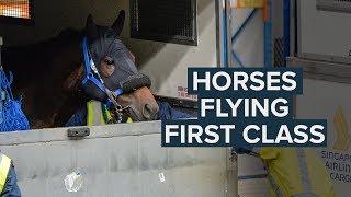 FIT TO FLY TRAVELLING RACEHORSES AROUND THE WORLD [upl. by Christensen935]