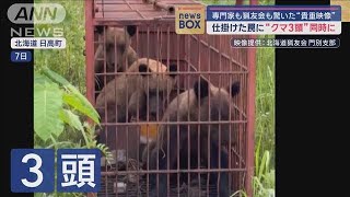 仕掛けた罠に“クマ3頭”同時に 専門家も猟友会も驚いた“貴重映像”【スーパーJチャンネル】2024年7月10日 [upl. by Nakasuji]