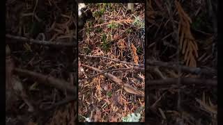 Mt Hood Oregon Mushroom foraging Matsutake chanterelles and zeller’s bolete fungi pnw [upl. by Htebasil]