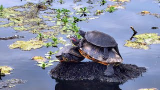 Tortue Cistude dEurope  Etang de Léon France [upl. by Everrs]