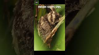 Indian Scops Owl  Collared Scops owl  Otus bakkamoena 🦉 nature visitsrilanka wildsrilanka [upl. by Aenahs]