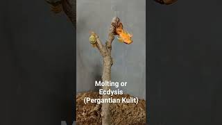 MoltingEcdysisPergantian Kulit [upl. by Yesiad]