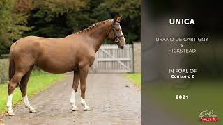 Unica Z Urano d Cartigny x Hickstead [upl. by Anabahs]