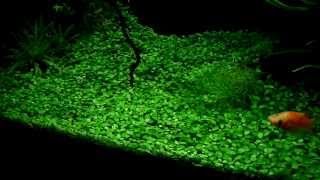 Glossostigma elatinoides  aquatic plants guide [upl. by Yelekalb]