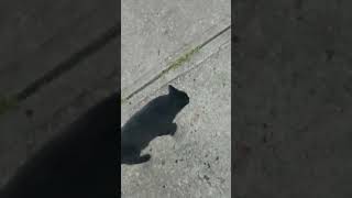 Kylo the kitty cat walking around the block with me 🖤 fyp willowshow lilledger kittykylo cat [upl. by Macey]