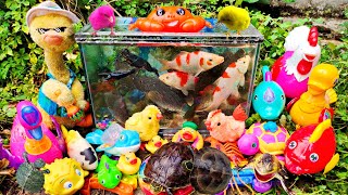 Finding And Rescuing Trapped Real Lobsters Ornamental Fish Tortoises Ducks Part412 [upl. by Nyrahs]