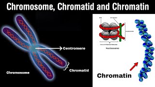 chromosomes  chromatin  chromatid and nucleosome in Hindi [upl. by Ecnarwal]