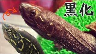 【3年後】クサガメ 黒化の進捗状況 クサガメベビーつくの成長記140 Reeves turtle melanism 亀 かわいい メラニズム メラニスティック 成長 亀飼育 [upl. by Cattier]