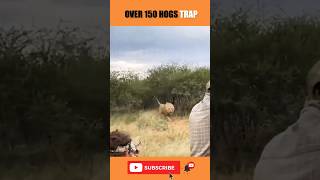 AFRICA SNIPER TOP 30 SHOTS  lion hunting  wild boar hunting lion short [upl. by Anihpesoj]