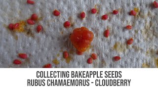 How To Collect Cloudberry Bakeapple Seeds [upl. by Vig91]