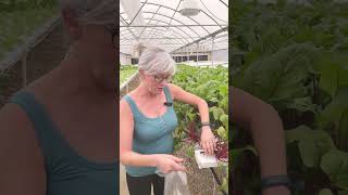 Harvesting Beet Greens The Key to a NutrientRich Diet [upl. by Ahsinor]