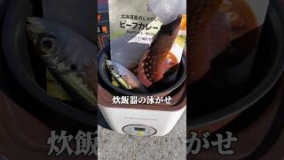 【衝撃堤防】炊飯器の泳がせ釣りが恐ろしい [upl. by Einaej]