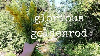 goldenrod medicine  tincture making  infused vinegar  oxymel  drying [upl. by Nwahshar152]