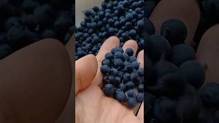 Healthy Darwins Barberry berry wildfood [upl. by Ethban]