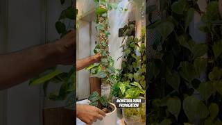 Monstera Dubia Propogation Via Air Layering l Extending Moss Pole for monstera dubia [upl. by Htims984]