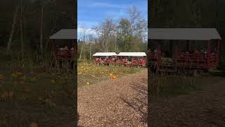 Pumpkin Patch Adventure at Hazelmere BC [upl. by Mandle]