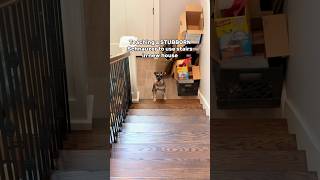 STUBBORN Schnauzer Refuses to use Stairs minischnauzer [upl. by Esihcoc547]