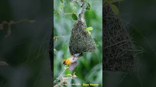 A weaver birds nest [upl. by Lief]