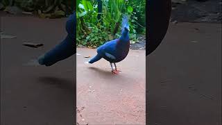 Stunning Blue Victoria Crowned Pigeon in All Its Glory BirdLovers ExoticBirds Wildlife [upl. by Tom392]