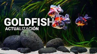 El ACUARIO de GOLDFISH  Todas las novedades [upl. by Perreault]