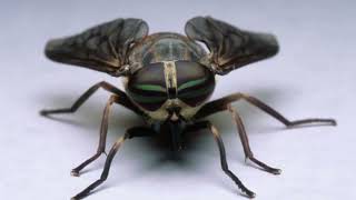 Why are horseflies so aggressive Why do horsefly bites hurt so much Do horseflies actually bite [upl. by Hadlee]