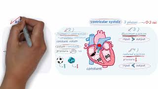 المحاضرة 5 شرح Physiology  Lecture  5   CVS  5   Cardiac Cycle [upl. by Ailbert]