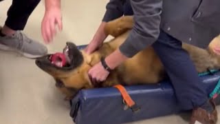 Veterinarian Saves Choking German Shepherd [upl. by Annoek]