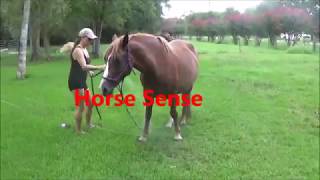 Horse Sense Channel Trailer No2 [upl. by Ruthven]