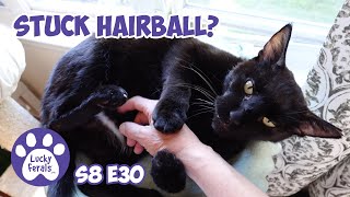 Stuck Hairball Treat Prices Fresh Catnip  Lucky Ferals S8 E30  Cat Vlog  Living With 11 Cats [upl. by Gristede]