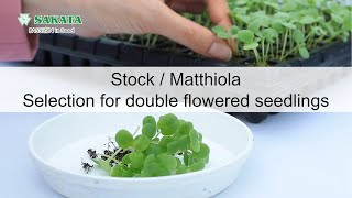 【Stock Matthiola】Selection for double flowered seedlings [upl. by Balas]