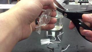 Lab Protocol  Dialysis Tubing Experiments Unit 7 Diffusion [upl. by Mcripley]