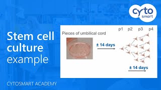 Example of a stem cell culture  CytoSMART Academy [upl. by Ruthven]