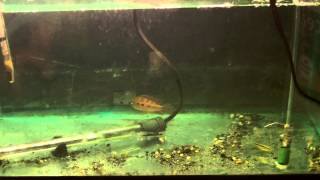 How to Treat Sick Fish Treating sick fish with Malachite Green amp Methyl Blue [upl. by Yhtorod340]