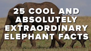 25 Cool And Absolutely Extraordinary Elephant Facts [upl. by Ximenes]