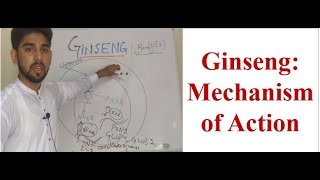 Ginseng Mechanism of Action [upl. by Kristel]