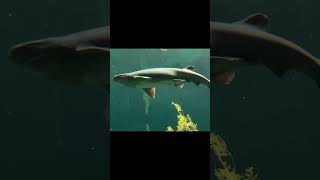 Monterey Bay Aquarium vlog [upl. by Nnayelhsa]