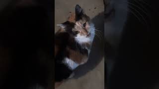 My cat cally explainedsubscribe to help cally feel better again [upl. by Arutak]