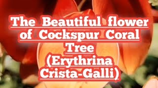 The beautiful Flower of ERYTHRINA CRISTAGALLI [upl. by Atela204]