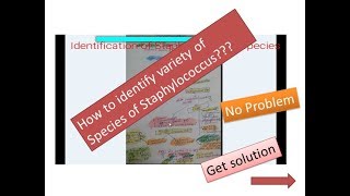 Staphylococcus Identifcation [upl. by Sievert]