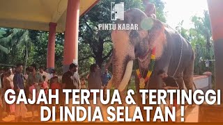 Kehidupan dan Dilema Gajah Thechikottukavu Ramachandran di Kerala India Selatan [upl. by Boote]