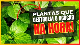 6 PLANTAS NATURAIS PARA USAR EM CASOS DE EMERGÊNCIA DE AÇÚCAR ALTO NO SANGUE [upl. by Llerrah]