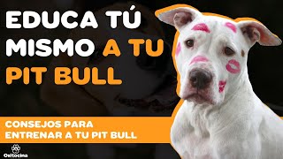 6 CONSEJOS PARA EDUCAR A TU PITBULL [upl. by Mcintyre]